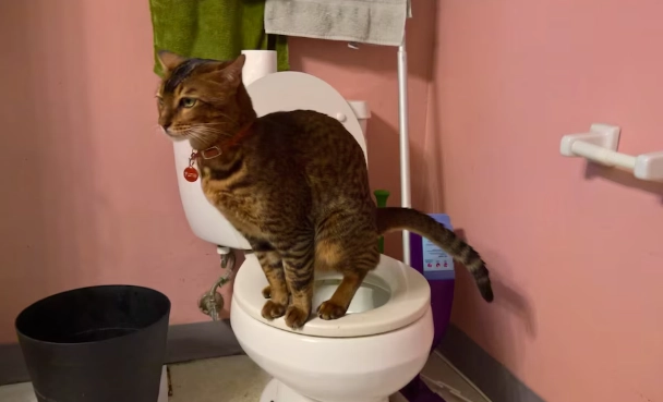 cat toilet training cat toilet training