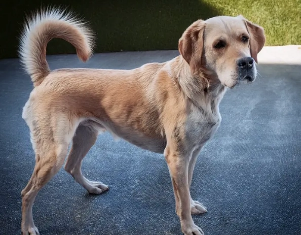 dog muscle atrophy dog muscle atrophy