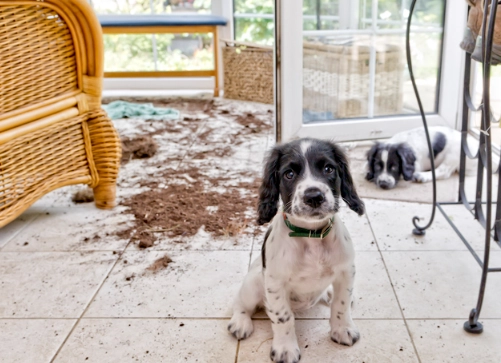 puppy proofing checklist