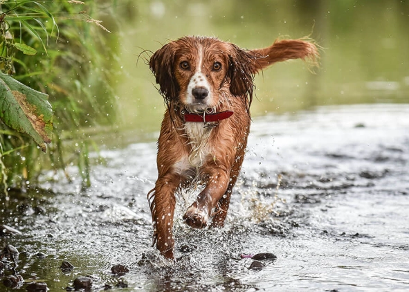 muscle loss in dogs treatment muscle loss in dogs treatment