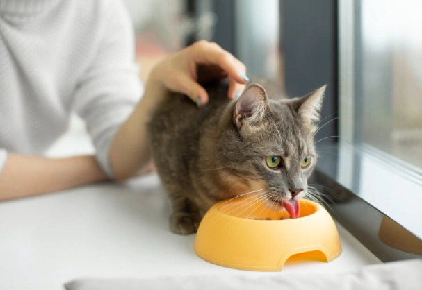 constipated cat home treatment