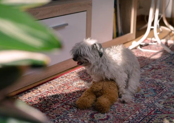 female dog humping female dog humping