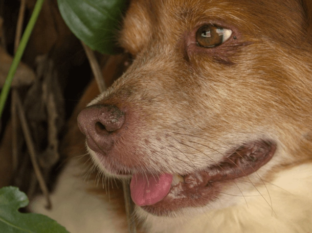 non-toxic rat repellent