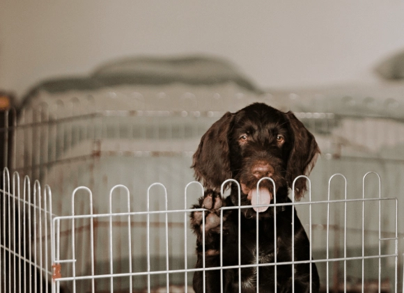 how to puppy proof your home