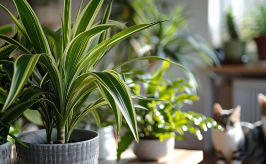 dracaena toxic to cats dracaena toxic to cats