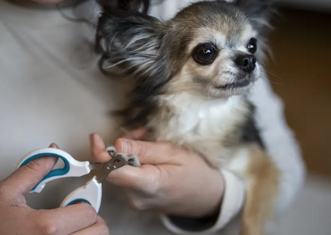 how often trim dog nails