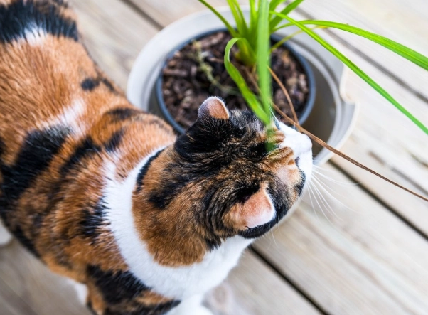 are dracaena plants safe for cats are dracaena plants safe for cats