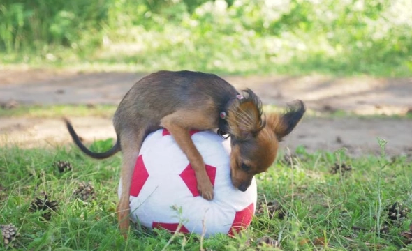 why do female dogs hump why do female dogs hump