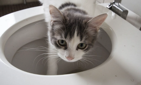 cat toilet training cat toilet training