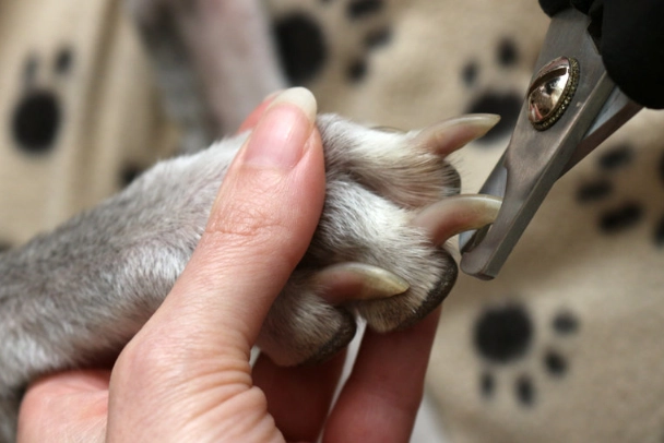 how often trim dog nails