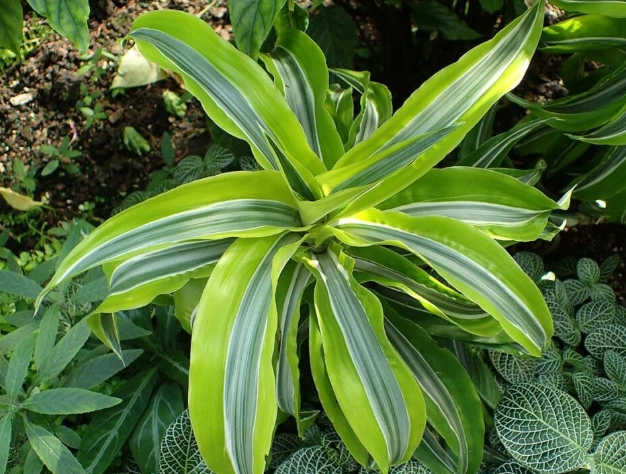 dracaena poisoning symptoms cats dracaena poisoning symptoms cats