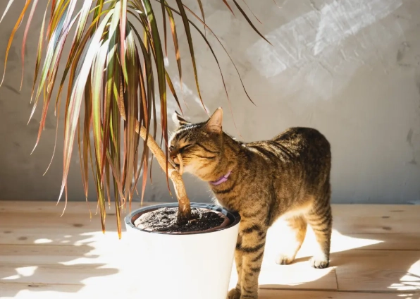 dracaena poisoning symptoms cats dracaena poisoning symptoms cats
