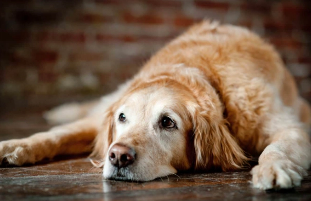 canine muscle wasting disease