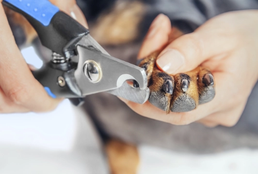 dog nail trimming frequency