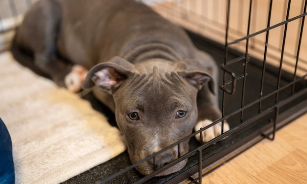 puppy crying in crate overnight