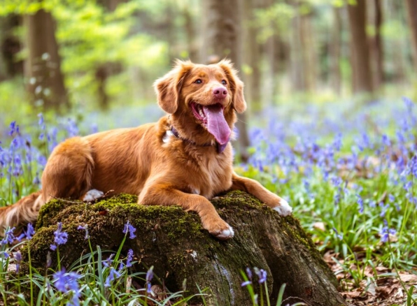 dog muscle atrophy dog muscle atrophy