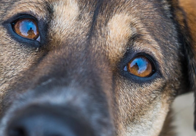 muscle loss in dogs treatment muscle loss in dogs treatment