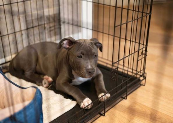 how to crate train a puppy fast