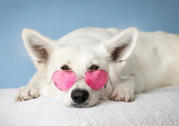 dog mounting behavior dog mounting behavior