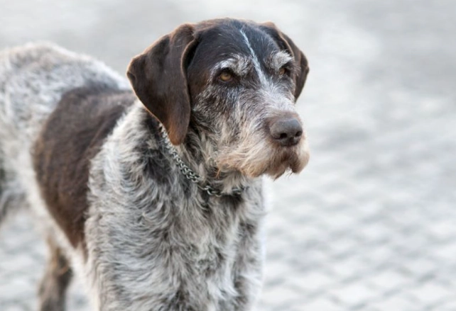 muscle loss in dogs treatment muscle loss in dogs treatment