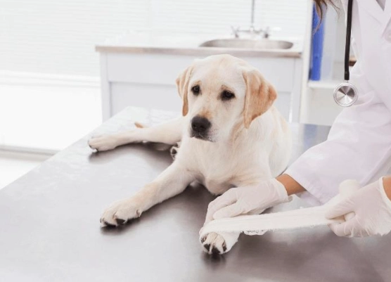 is hydrogen peroxide safe for dogs