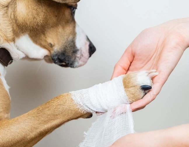 how to use hydrogen peroxide on dog wounds