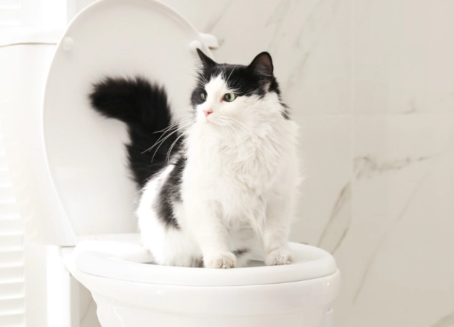 how to toilet train a cat how to toilet train a cat