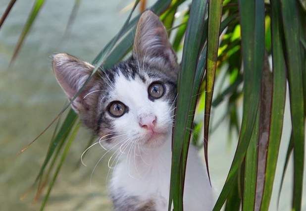 are dracaena plants safe for cats are dracaena plants safe for cats