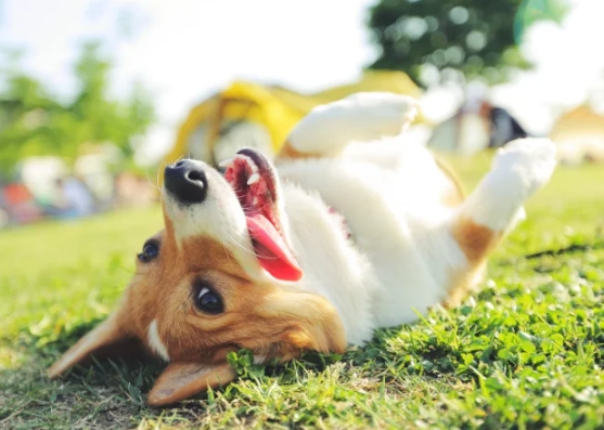 dog mounting behavior dog mounting behavior