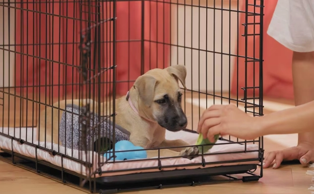 puppy crate training schedule