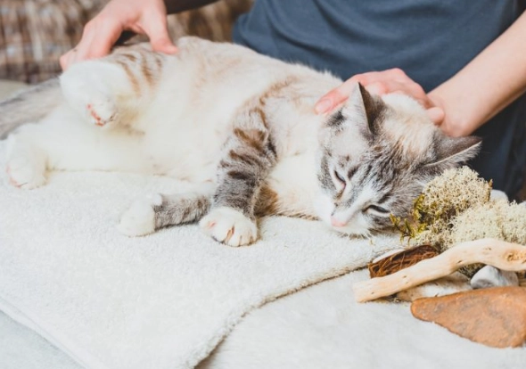 cat not pooping remedies