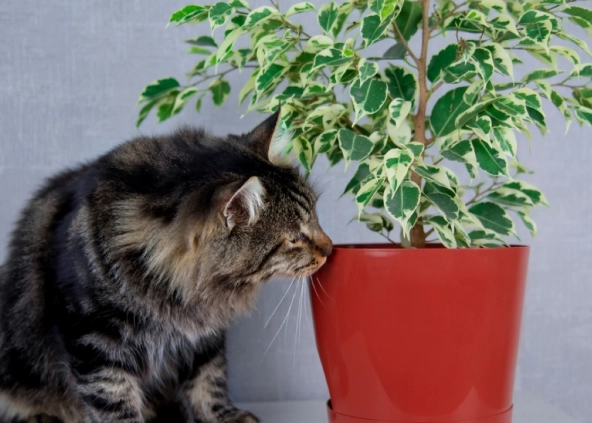 pet safe indoor plants
