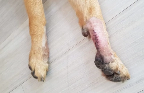 dewclaw removal recovery