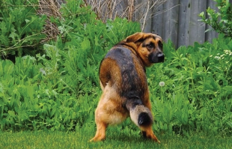 dog diarrhea when to go to vet