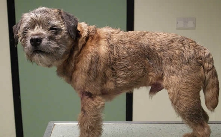 dog skin calcification