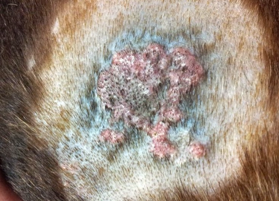 dog skin calcification