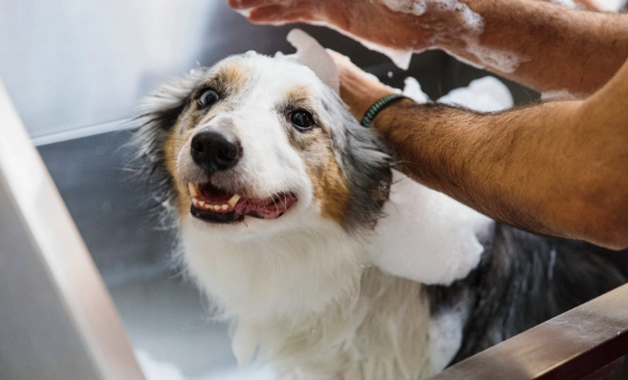 best dog shampoo for sensitive skin