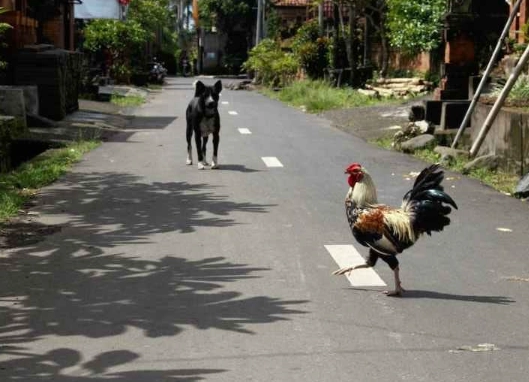 treat dog diarrhea at home