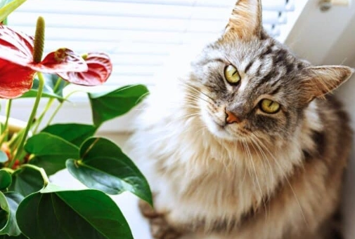 anthurium toxic to cats