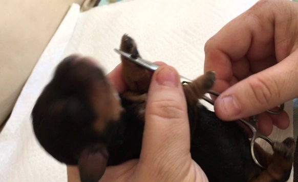 dog dewclaw surgery