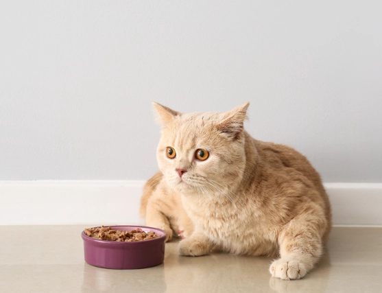 cat emergency after eating lily