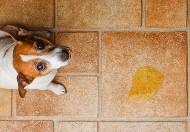 managing dog incontinence