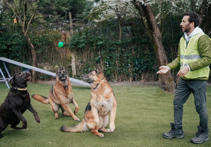 how to socialise an adult dog