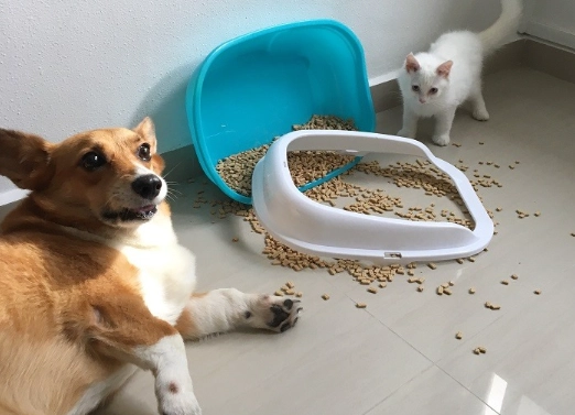 dog proof cat litter box