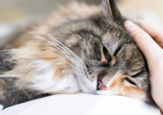 hyperthyroidism in cats meowing hyperthyroidism in cats meowing