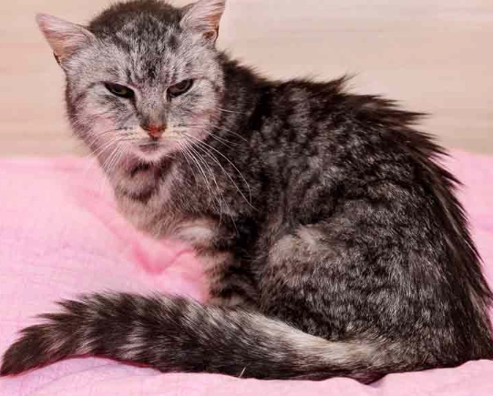 excessive meowing thyroid excessive meowing thyroid