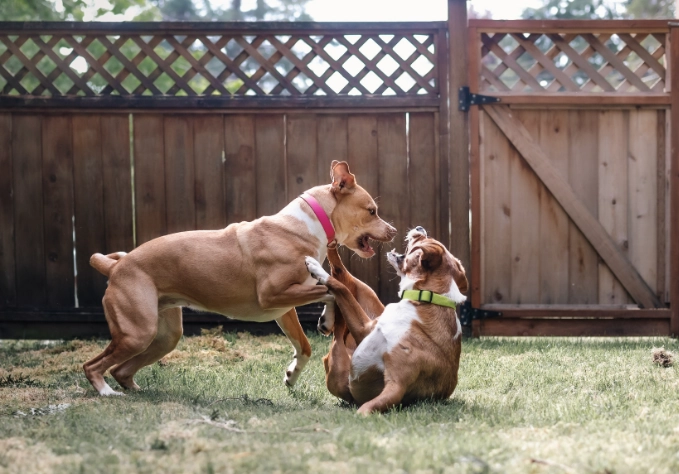dog socialisation training near me