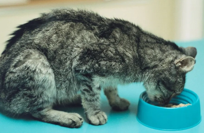 hyperthyroidism in cats meowing hyperthyroidism in cats meowing