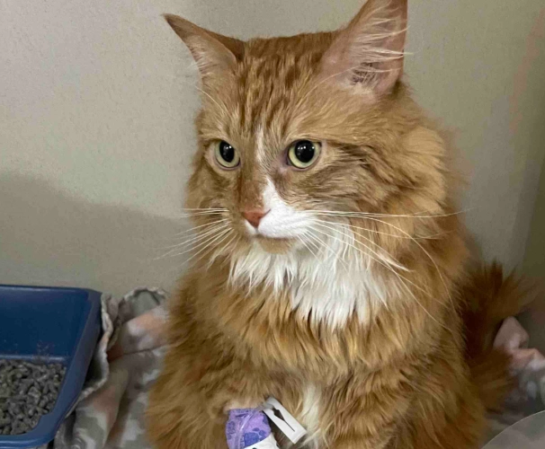 symptoms of lily toxicity in cats