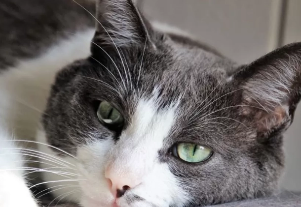 cat thyroid disease symptoms cat thyroid disease symptoms